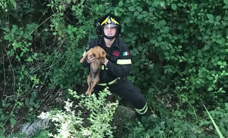 I Vigili del fuoco di Vibo salvano un cane caduto in un dirupo