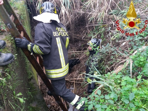 Zambrone, i Vigili del fuoco salvano un cane finito in un fosso