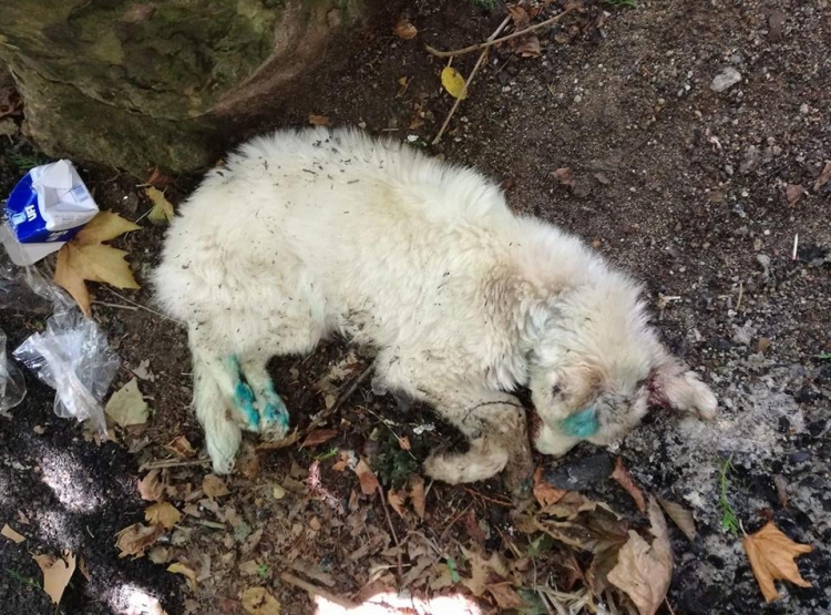 Serra, cagnolina uccisa a bastonate: era stata trovata agonizzante tra i rifiuti