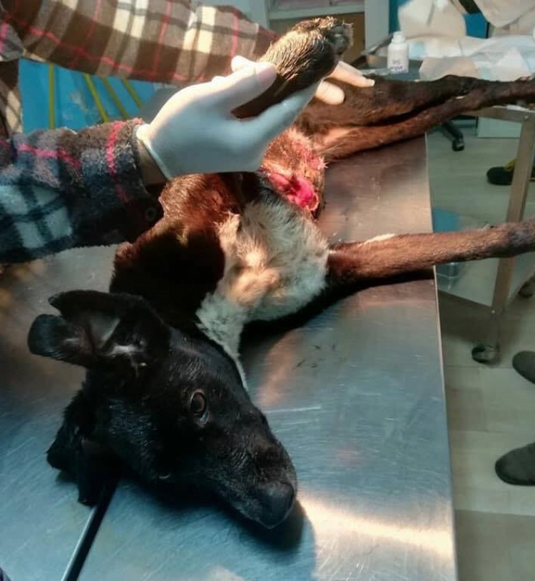 La denuncia degli animalisti vibonesi: «Un cagnolino dilaniato da una trappola di cacciatori»