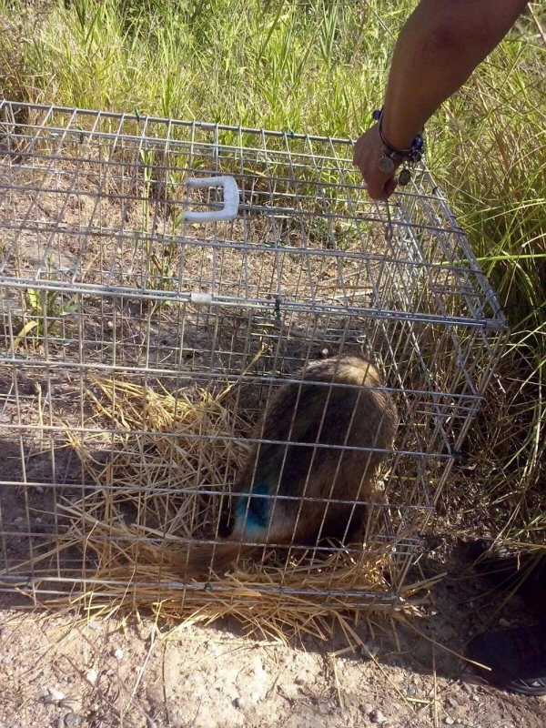 I volontari del Wwf liberano un tasso nel Parco delle Serre – VIDEO