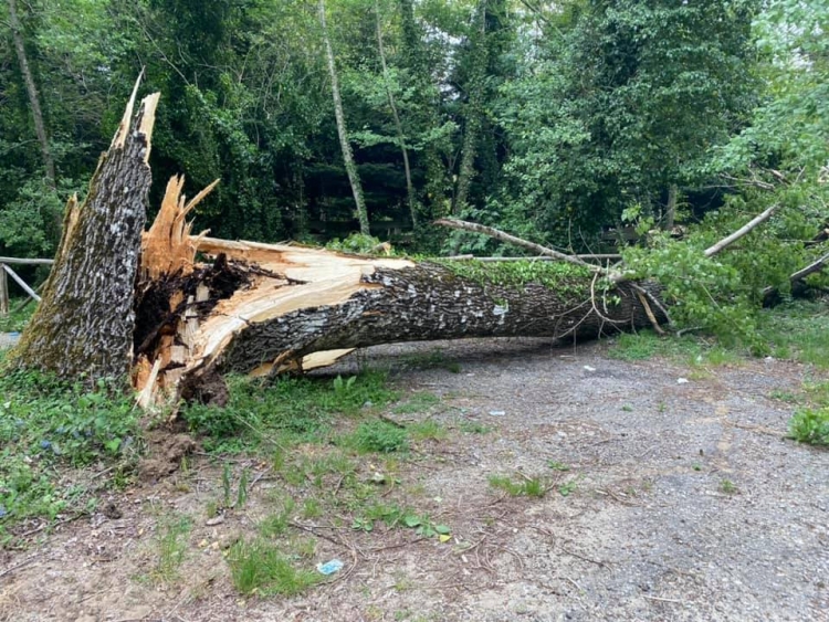 Serra, albero di alto fusto cade a Santa Maria del Bosco – FOTO