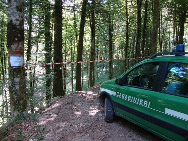 Taglio abusivo e furto di piante nei boschi di Dasà, denunciate 8 persone