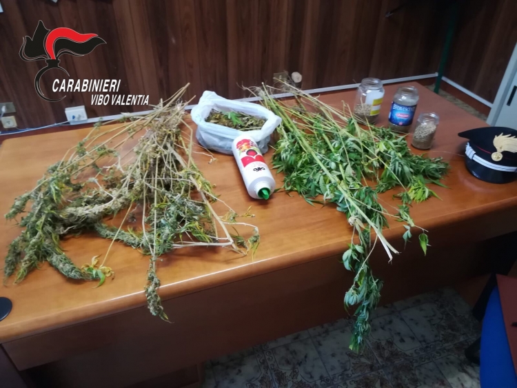 Gerocarne, 57enne arrestato per produzione e detenzione di marijuana