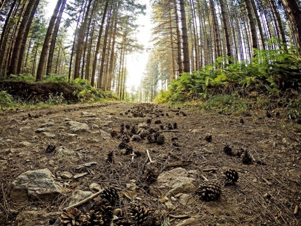 Una giornata a contatto con la natura, a Cardinale la seconda edizione del “Trekking day”