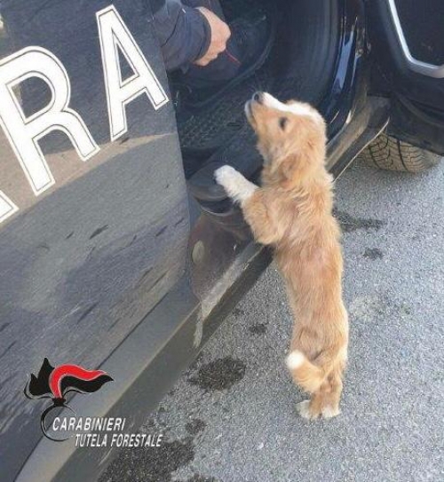 I carabinieri forestali salvano un cucciolo di cane abbandonato nel Vibonese