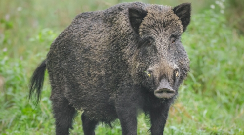 Caccia, Wwf e Lipu criticano la Regione: «È in stato confusionale»