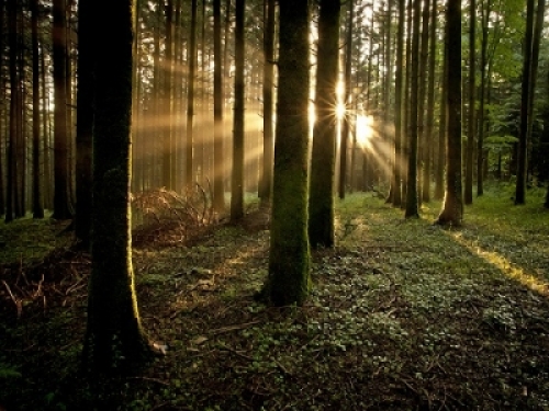 Parco delle Serre, Sodaro: «Bosco Archiforo strumento di sviluppo»