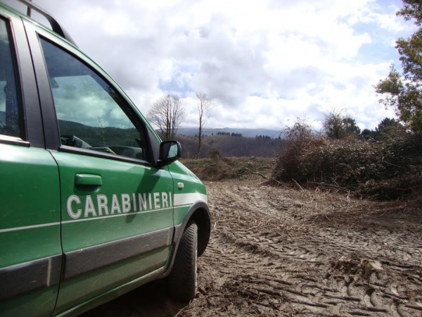 Operazioni dei carabinieri forestali a Simbario e Gerocarne, 4 denunce