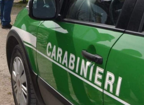 Il 2020 dei carabinieri forestali, dai rifiuti pericolosi nel Parco delle Serre ai controlli anti Covid