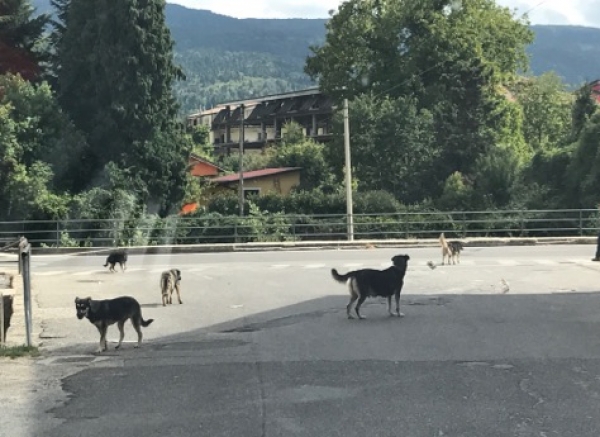 Randagismo a Serra, Liberamente: «Basta propaganda, il Comune non può lavarsene le mani»