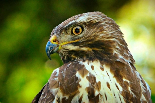 Il Wwf Vibo salva una poiana con un’ala rotta nel territorio di Soriano Calabro