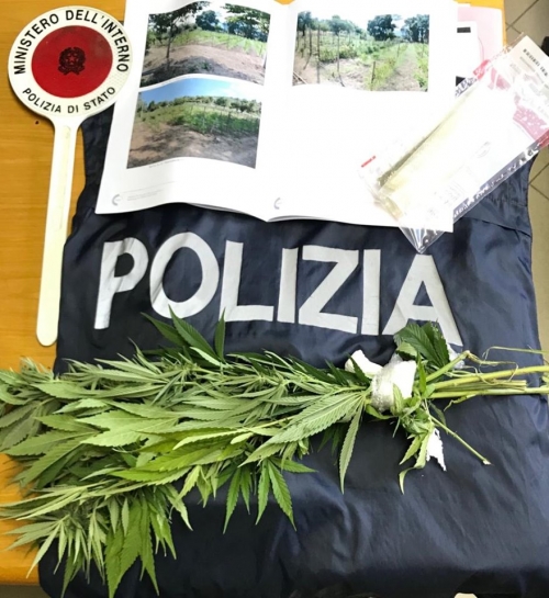 Scoperta una piccola piantagione di cannabis, denunciato un ristoratore nel Vibonese