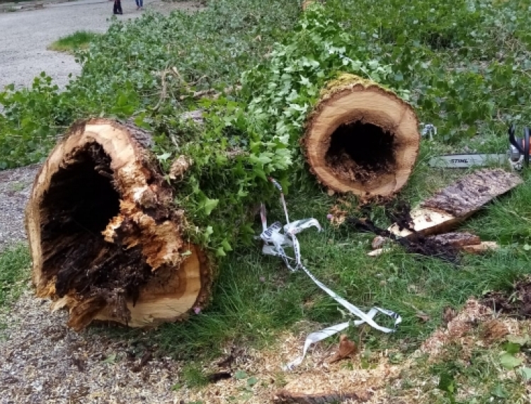 Serra, interventi di forestazione urbana per sostituire gli alberi abbattuti su viale Certosa e a Santa Maria