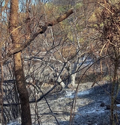 Gli incendi non risparmiano l’oasi dell’Angitola, l’allarme del Wwf