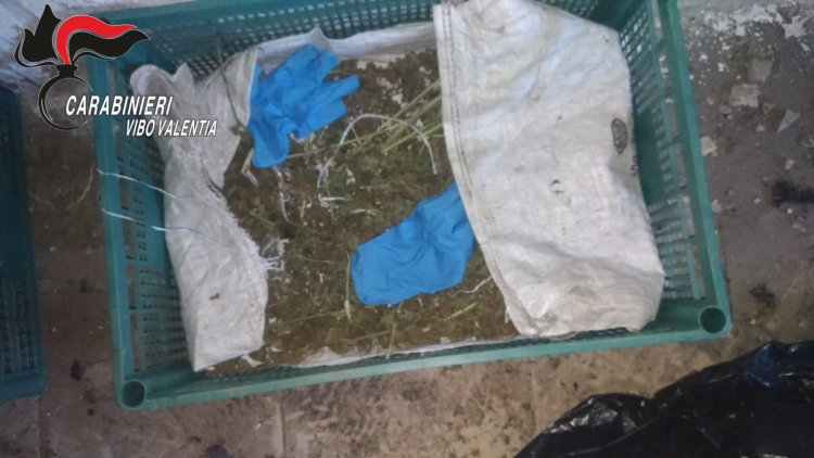 Scoperte a Joppolo due piantagioni di cannabis