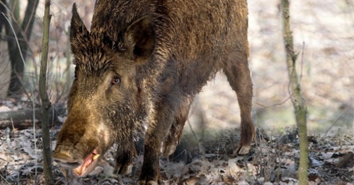 Sospetta tubercolosi, il sindaco di Fabrizia ordina la distruzione della carcassa di un cinghiale