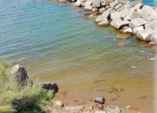 Fioritura di alghe a Pizzo, l’Arpacal scrive alla Capitaneria di Porto