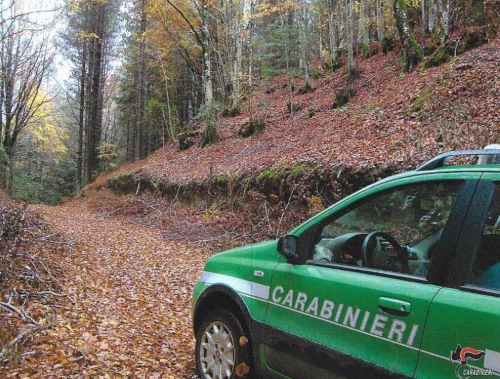 Taglio e furto di alberi all’interno del Parco delle Serre, deferite quattro persone