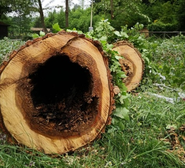 Serra, alberi pericolanti tra la Certosa e Santa Maria: revocata parzialmente l’ordinanza di chiusura al traffico