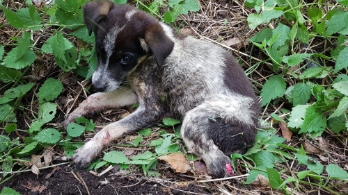 I volontari della Prociv di Mongiana salvano un cucciolo gettato sotto un ponte – VIDEO