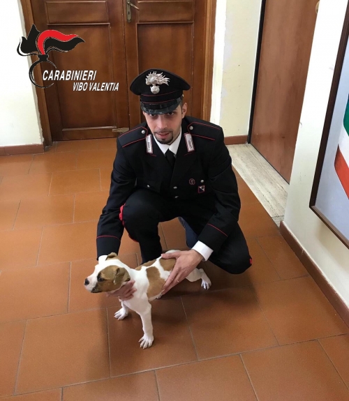 La storia di Birillo, il cucciolo rubato ritrovato dai carabinieri di Soriano