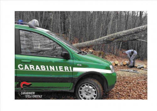 Controlli dei carabinieri forestali, denunciate due persone nel Vibonese