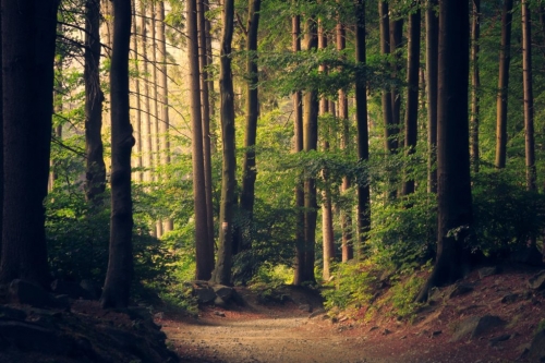 Serra San Bruno ospita una due giorni sulla formazione professionale in campo forestale