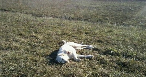 Carcasse di cani rinvenute a Spadola, gli animali si trovavano in avanzato stato di decomposizione