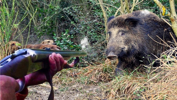 Mongiana, i dubbi del Wwf sul progetto per il ‘turismo venatorio’