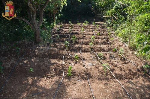 Sorpresi in un terreno con circa 100 piante di cannabis, arrestati due giovani nel Vibonese